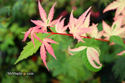 - Acer palmatum 'Oridono nishiki' Pink Variegated Japanese Maple - Mr Maple │ Buy Japanese Maple Trees