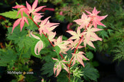 - Acer palmatum 'Oridono nishiki' Pink Variegated Japanese Maple - Mr Maple │ Buy Japanese Maple Trees