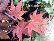 - Acer palmatum 'Oriental Mystery' Japanese Maple - Mr Maple │ Buy Japanese Maple Trees