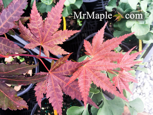 - Acer palmatum 'Oriental Mystery' Japanese Maple - Mr Maple │ Buy Japanese Maple Trees