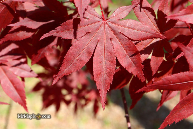 - Acer palmatum 'Oriental Mystery' Japanese Maple - Mr Maple │ Buy Japanese Maple Trees