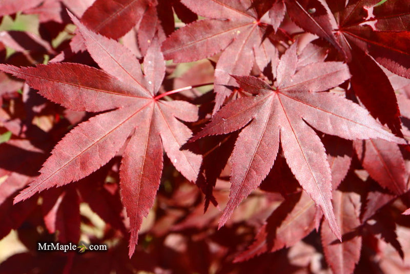 - Acer palmatum 'Oriental Mystery' Japanese Maple - Mr Maple │ Buy Japanese Maple Trees