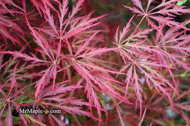 - Acer palmatum 'Ornatum' Japanese Maple - Mr Maple │ Buy Japanese Maple Trees