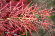 - Acer palmatum 'Ornatum' Japanese Maple - Mr Maple │ Buy Japanese Maple Trees