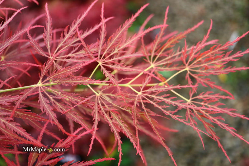 - Acer palmatum 'Ornatum' Japanese Maple - Mr Maple │ Buy Japanese Maple Trees