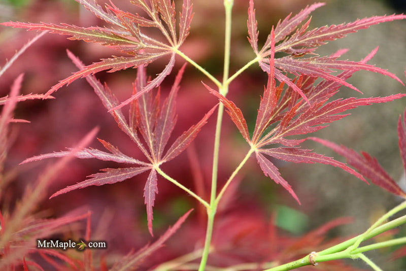 - Acer palmatum 'Ornatum' Japanese Maple - Mr Maple │ Buy Japanese Maple Trees