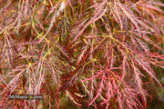 - Acer palmatum 'Ornatum' Japanese Maple - Mr Maple │ Buy Japanese Maple Trees