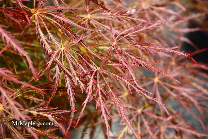 - Acer palmatum 'Ornatum' Japanese Maple - Mr Maple │ Buy Japanese Maple Trees