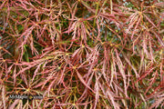- Acer palmatum 'Ornatum' Japanese Maple - Mr Maple │ Buy Japanese Maple Trees
