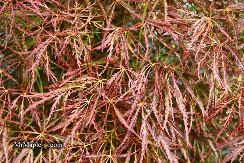 - Acer palmatum 'Ornatum' Japanese Maple - Mr Maple │ Buy Japanese Maple Trees