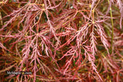 - Acer palmatum 'Ornatum' Japanese Maple - Mr Maple │ Buy Japanese Maple Trees