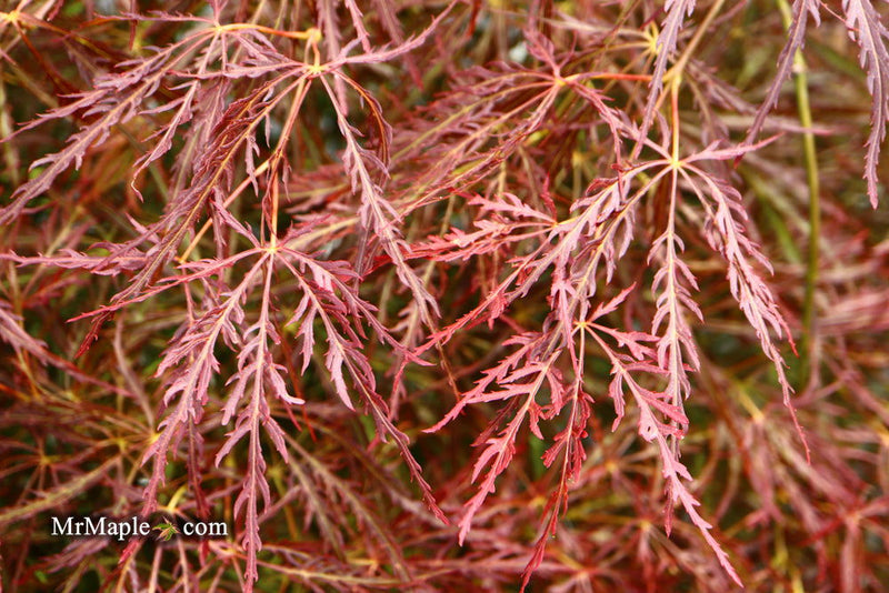 - Acer palmatum 'Ornatum' Japanese Maple - Mr Maple │ Buy Japanese Maple Trees