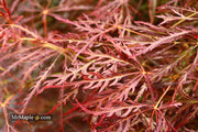 - Acer palmatum 'Ornatum' Japanese Maple - Mr Maple │ Buy Japanese Maple Trees