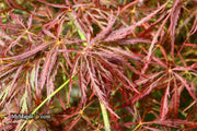 - Acer palmatum 'Ornatum' Japanese Maple - Mr Maple │ Buy Japanese Maple Trees