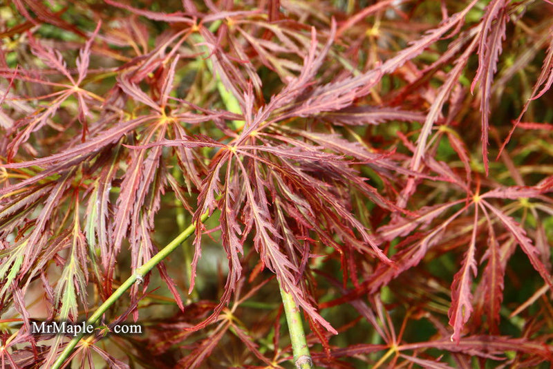 - Acer palmatum 'Ornatum' Japanese Maple - Mr Maple │ Buy Japanese Maple Trees