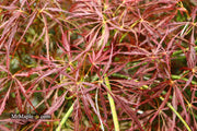 - Acer palmatum 'Ornatum' Japanese Maple - Mr Maple │ Buy Japanese Maple Trees