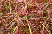 - Acer palmatum 'Ornatum' Japanese Maple - Mr Maple │ Buy Japanese Maple Trees