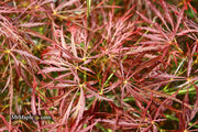 - Acer palmatum 'Ornatum' Japanese Maple - Mr Maple │ Buy Japanese Maple Trees