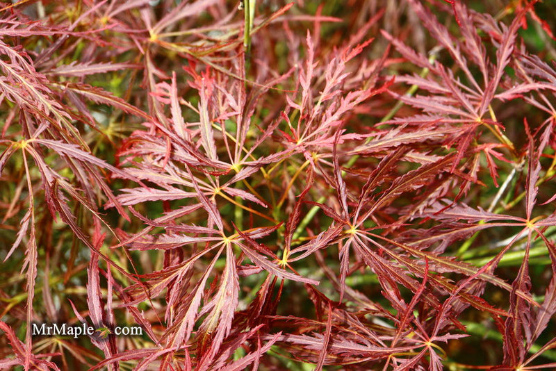- Acer palmatum 'Ornatum' Japanese Maple - Mr Maple │ Buy Japanese Maple Trees