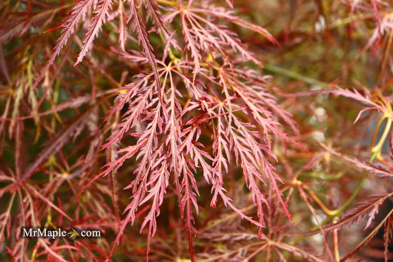 - Acer palmatum 'Ornatum' Japanese Maple - Mr Maple │ Buy Japanese Maple Trees