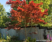- Acer palmatum 'Oshio beni' Japanese Maple - Mr Maple │ Buy Japanese Maple Trees
