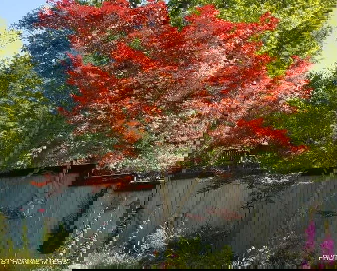 - Acer palmatum 'Oshio beni' Japanese Maple - Mr Maple │ Buy Japanese Maple Trees