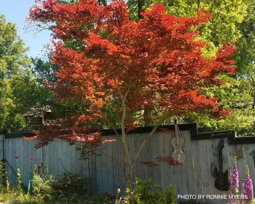 - Acer palmatum 'Oshio beni' Japanese Maple - Mr Maple │ Buy Japanese Maple Trees