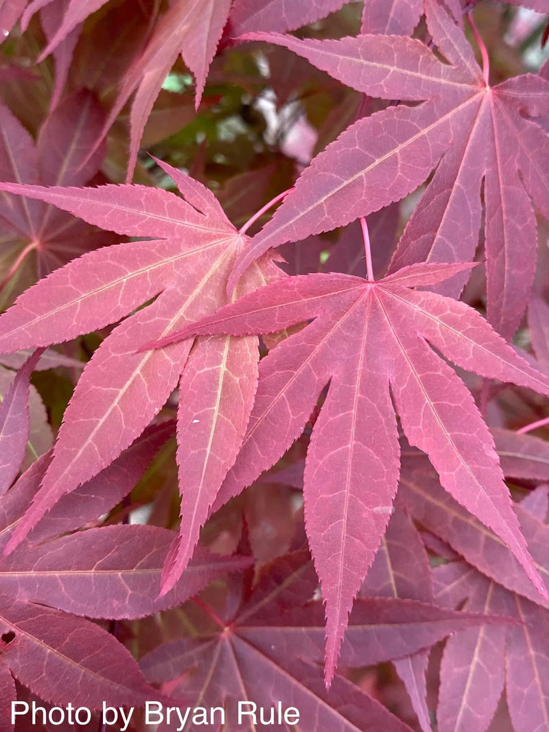 - Acer palmatum 'Oshio beni' Japanese Maple - Mr Maple │ Buy Japanese Maple Trees