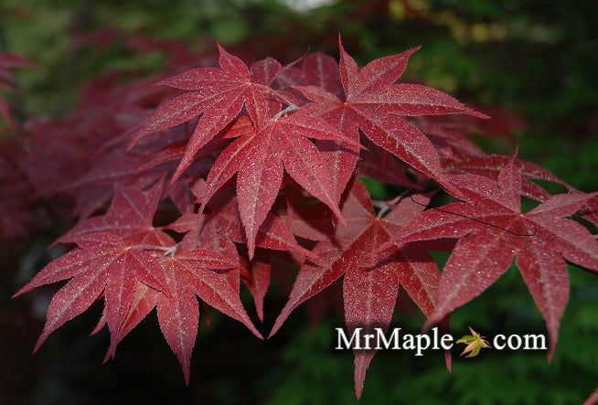 - Acer palmatum 'Oshio beni' Japanese Maple - Mr Maple │ Buy Japanese Maple Trees
