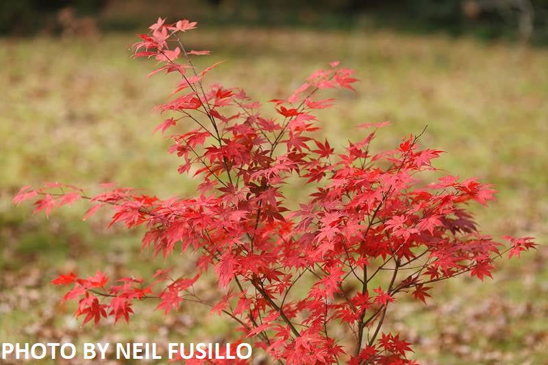 - Acer palmatum 'Oshio beni' Japanese Maple - Mr Maple │ Buy Japanese Maple Trees