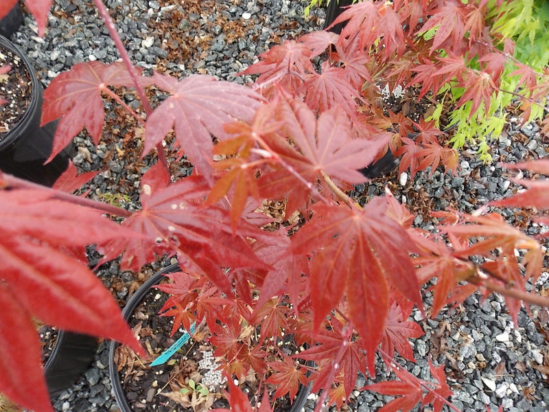 - Acer palmatum 'Oshio beni' Japanese Maple - Mr Maple │ Buy Japanese Maple Trees