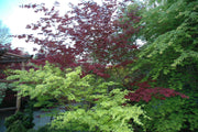 - Acer palmatum 'Oshio beni' Japanese Maple - Mr Maple │ Buy Japanese Maple Trees