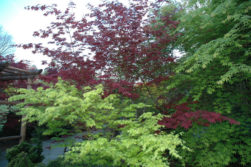 - Acer palmatum 'Oshio beni' Japanese Maple - Mr Maple │ Buy Japanese Maple Trees