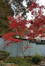 - Acer palmatum 'Oshio beni' Japanese Maple - Mr Maple │ Buy Japanese Maple Trees