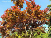 - Acer palmatum 'Oshio beni' Japanese Maple - Mr Maple │ Buy Japanese Maple Trees