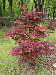 - Acer palmatum 'Oshio beni' Japanese Maple - Mr Maple │ Buy Japanese Maple Trees