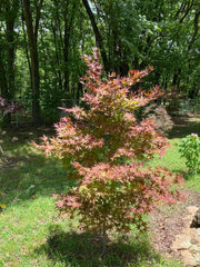 - Acer palmatum 'Oshio beni' Japanese Maple - Mr Maple │ Buy Japanese Maple Trees