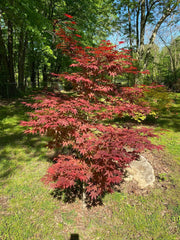 - Acer palmatum 'Oshio beni' Japanese Maple - Mr Maple │ Buy Japanese Maple Trees