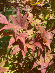 - Acer palmatum 'Oshio beni' Japanese Maple - Mr Maple │ Buy Japanese Maple Trees