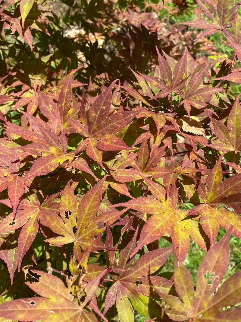- Acer palmatum 'Oshio beni' Japanese Maple - Mr Maple │ Buy Japanese Maple Trees