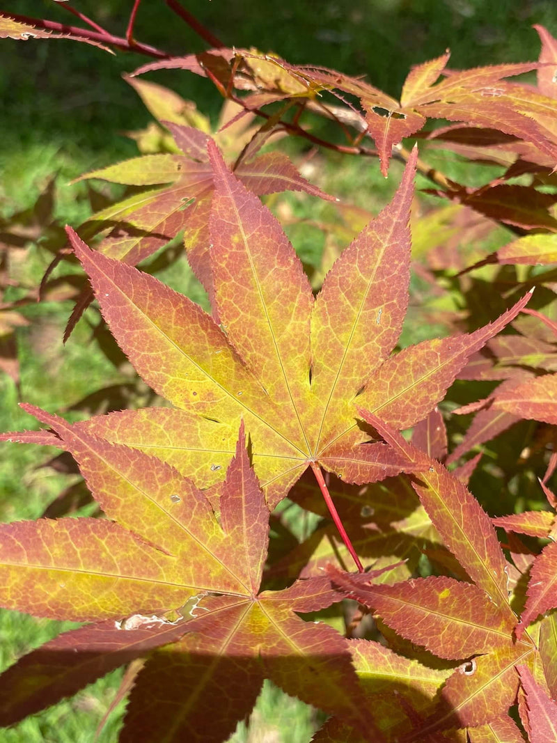 - Acer palmatum 'Oshio beni' Japanese Maple - Mr Maple │ Buy Japanese Maple Trees