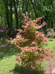 - Acer palmatum 'Oshio beni' Japanese Maple - Mr Maple │ Buy Japanese Maple Trees