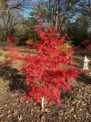 - Acer palmatum 'Oshio beni' Japanese Maple - Mr Maple │ Buy Japanese Maple Trees