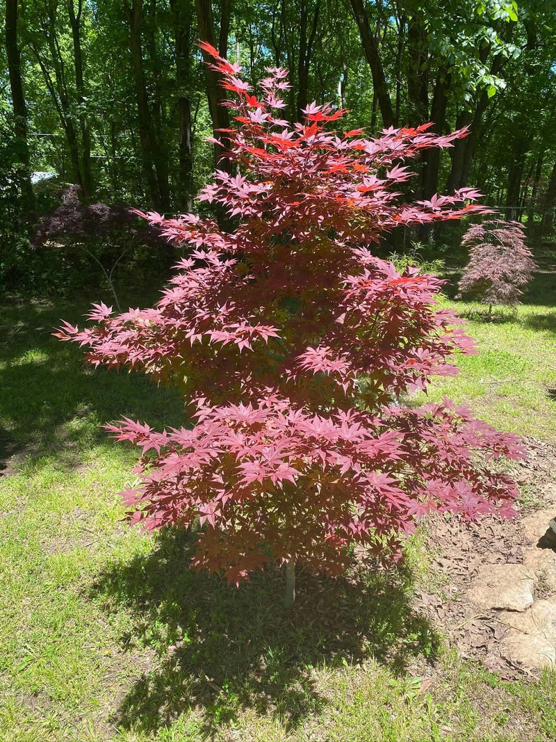 - Acer palmatum 'Oshio beni' Japanese Maple - Mr Maple │ Buy Japanese Maple Trees