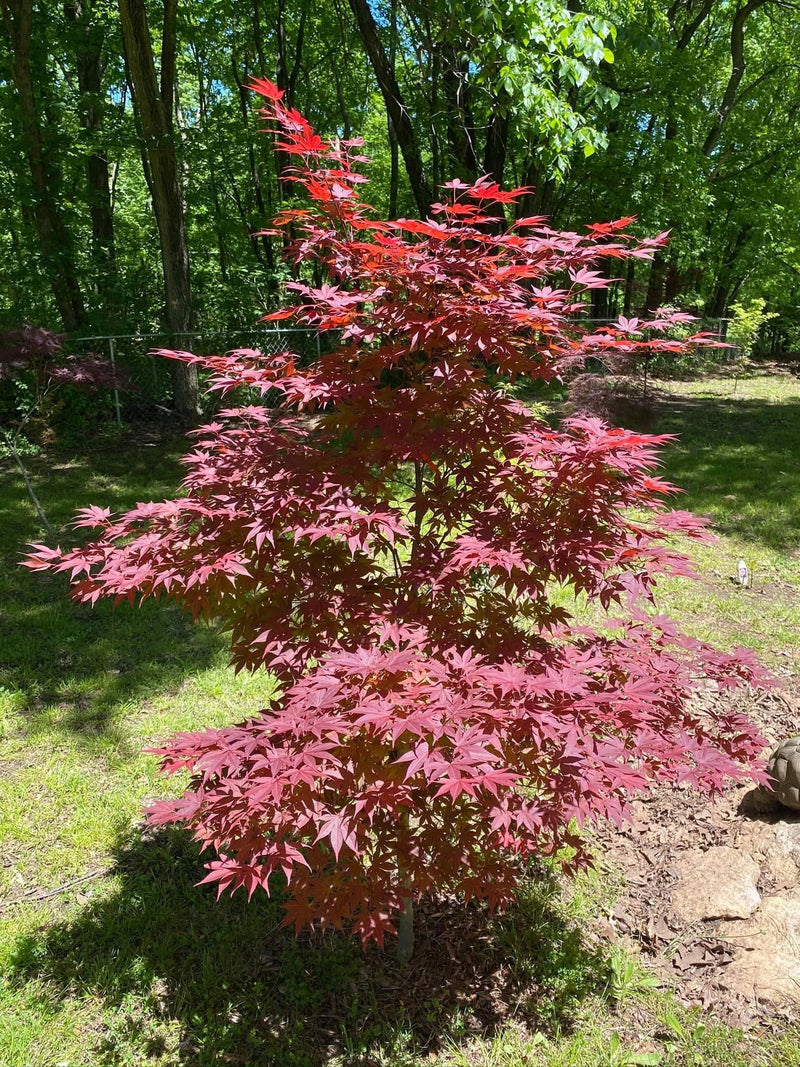 - Acer palmatum 'Oshio beni' Japanese Maple - Mr Maple │ Buy Japanese Maple Trees