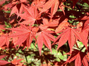 - Acer palmatum 'Oshio beni' Japanese Maple - Mr Maple │ Buy Japanese Maple Trees