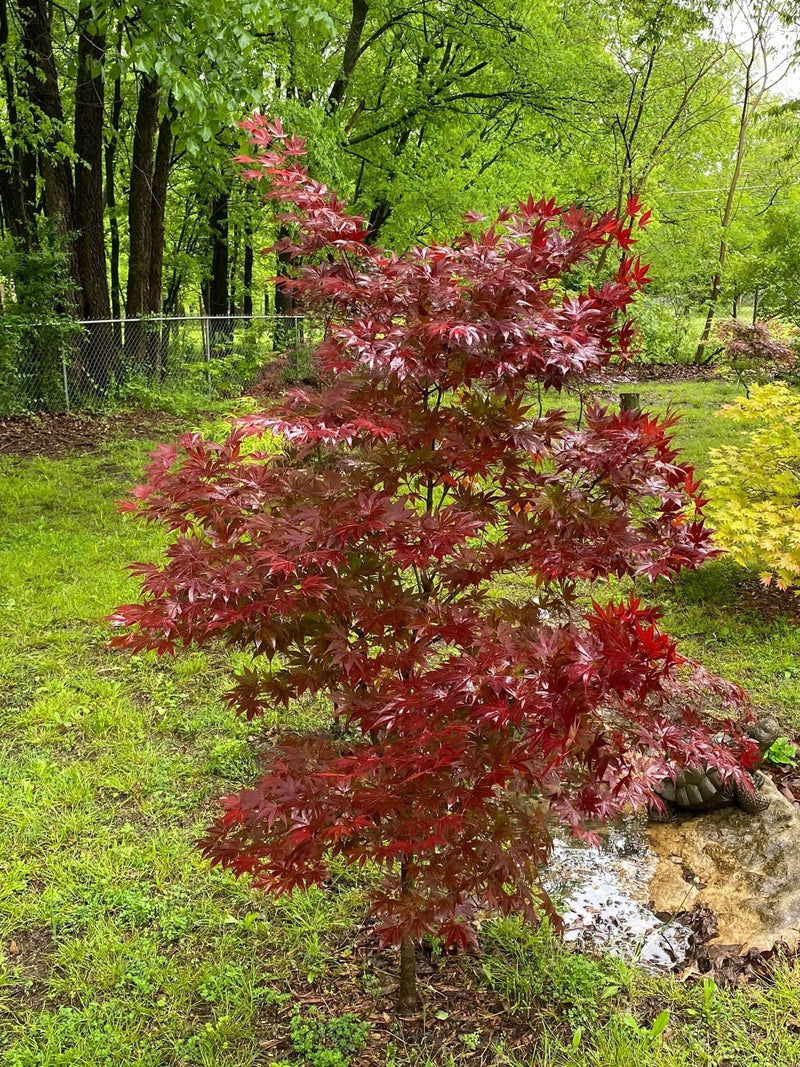 - Acer palmatum 'Oshio beni' Japanese Maple - Mr Maple │ Buy Japanese Maple Trees