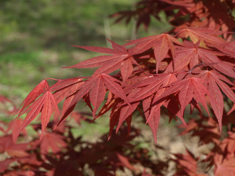 - Acer palmatum 'Oshio beni' Japanese Maple - Mr Maple │ Buy Japanese Maple Trees