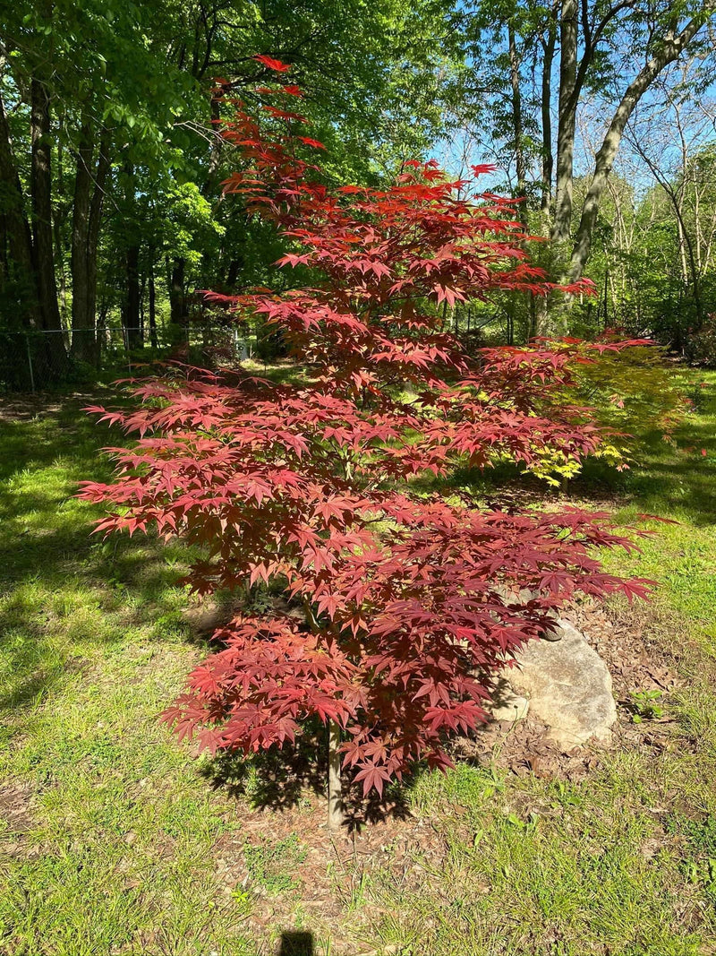 - Acer palmatum 'Oshio beni' Japanese Maple - Mr Maple │ Buy Japanese Maple Trees