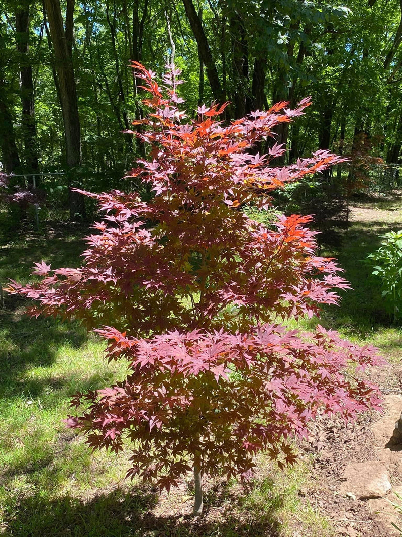 - Acer palmatum 'Oshio beni' Japanese Maple - Mr Maple │ Buy Japanese Maple Trees